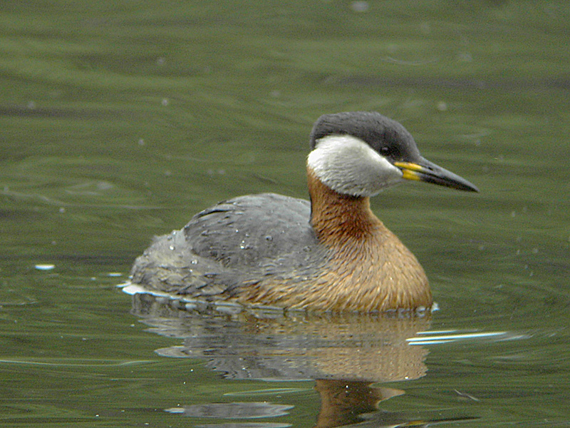 Habitat